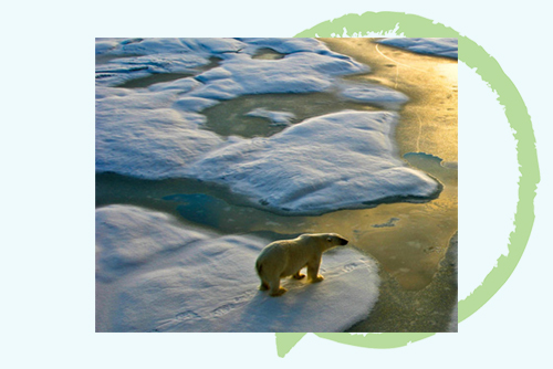 Polar bear stood on melting ice